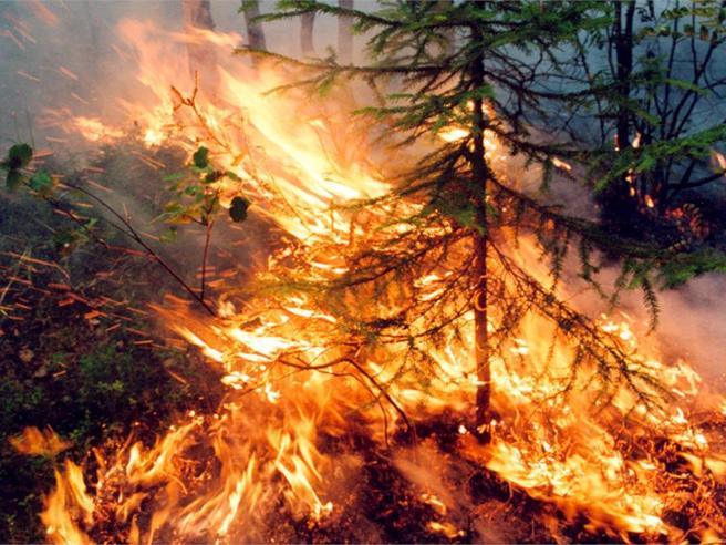 Divieto assoluto di abbruciamento di residui vegetali agricoli e forestali fino al 31 agosto 2020